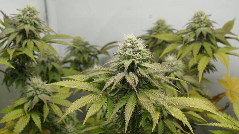 Gorilla Melon, Фасовка: 3, изображение 5